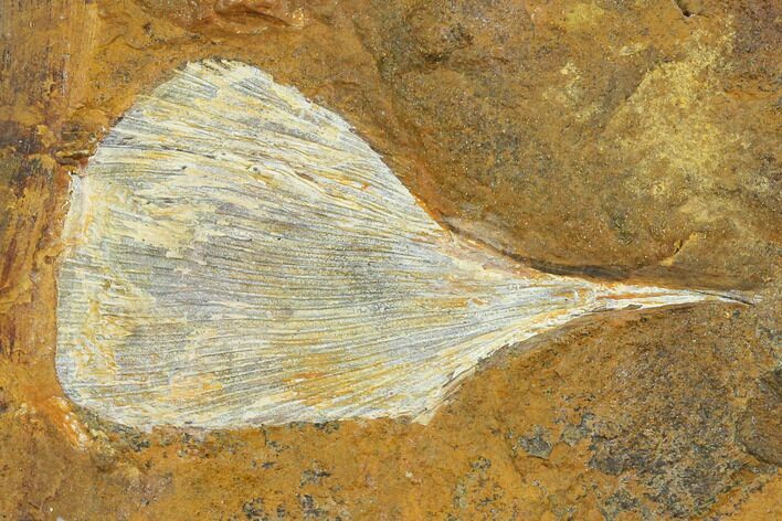 Fossil Ginkgo Leaf From North Dakota - Paleocene #148608